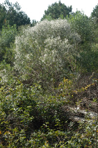 Groundsel bush in bloom